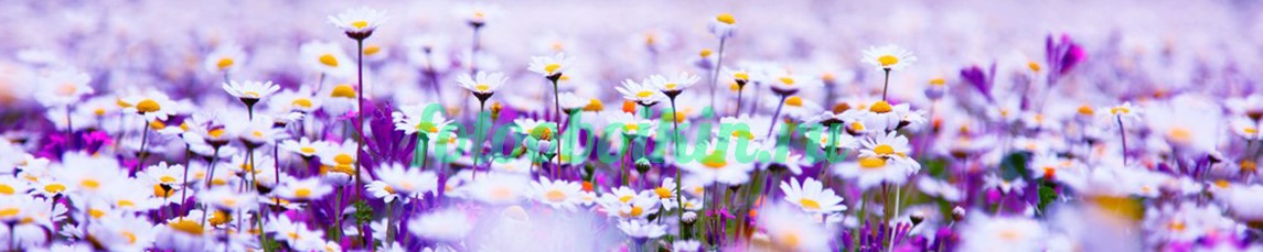 Цветы для кухни в поле