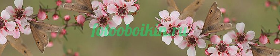 Бабочки для кухни на цветах