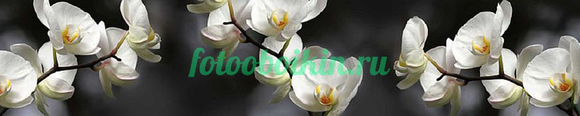 Белые для кухни орхидеи