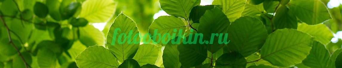 Листья для кухни дерева