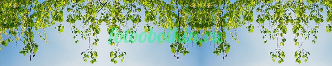 Ветки для кухни березы