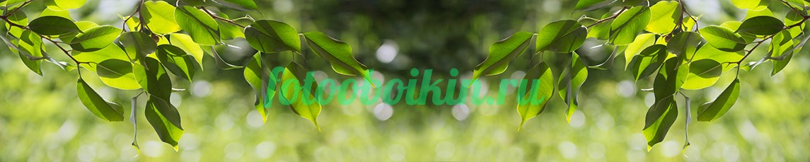 Зеленые для кухни листья дерева