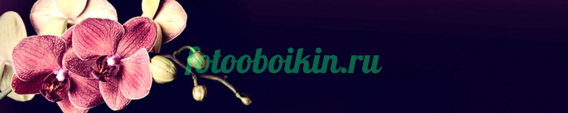 Орхидея для кухни на черном фоне