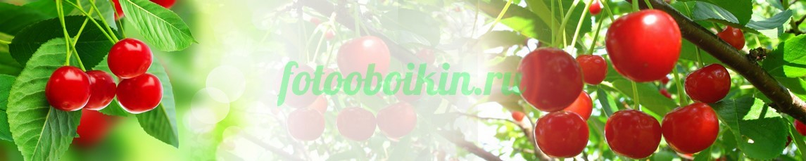 Фартук для кухни № 3170