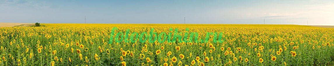 Подсолнуховое для кухни поле