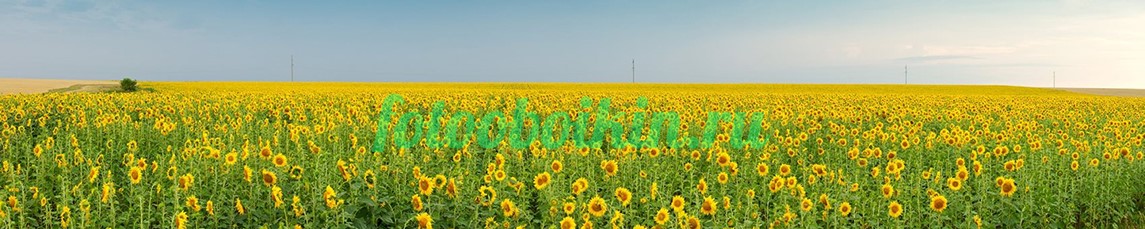 Подсолнуховое для кухни поле