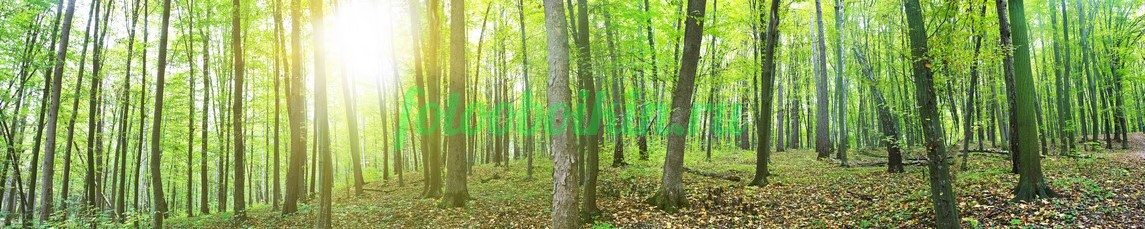 Фартук для кухни № 3606