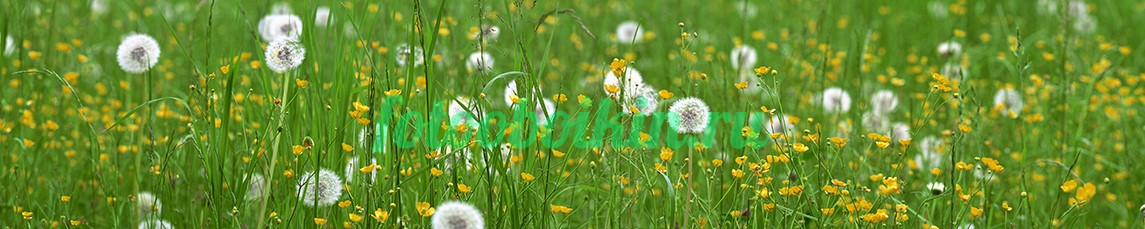 Одуванчики для кухни в поле