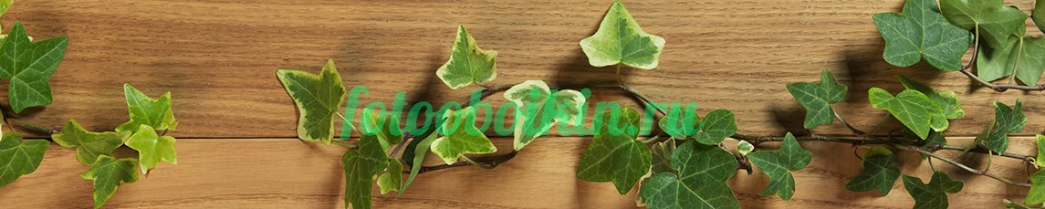Плющ для кухни