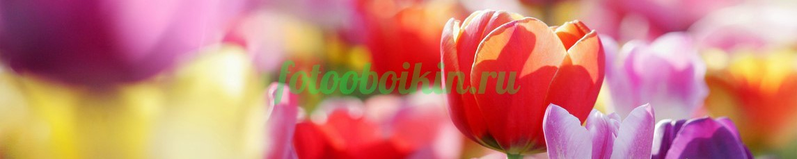 Фартук для кухни № 4376