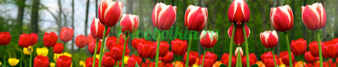 Фартук для кухни № 4401