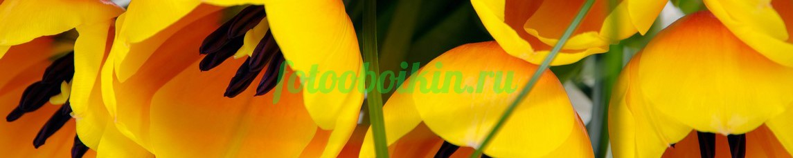 Фартук для кухни № 4403