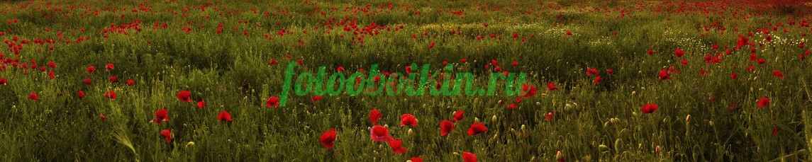 Фартук для кухни № 4427