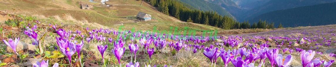 Фартук для кухни № 4428