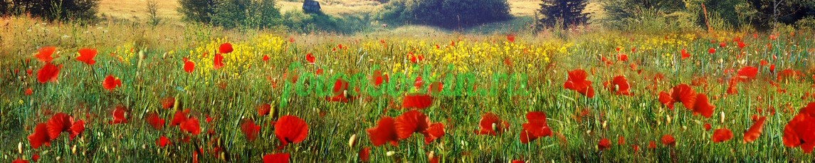 Фартук для кухни № 4429