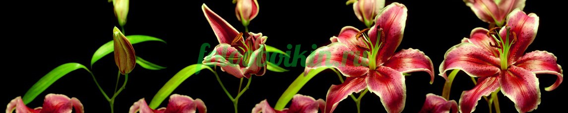 Фартук для кухни № 4488