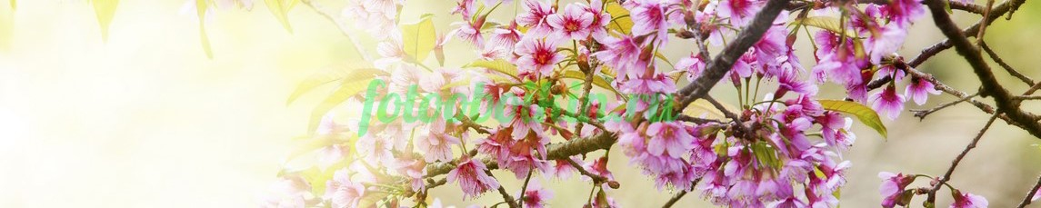 Фартук для кухни № 4518