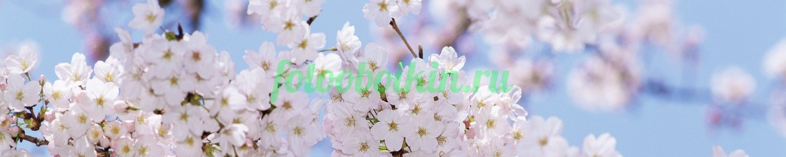 Фартук для кухни № 4520