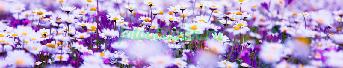 Фартук для кухни № 4551