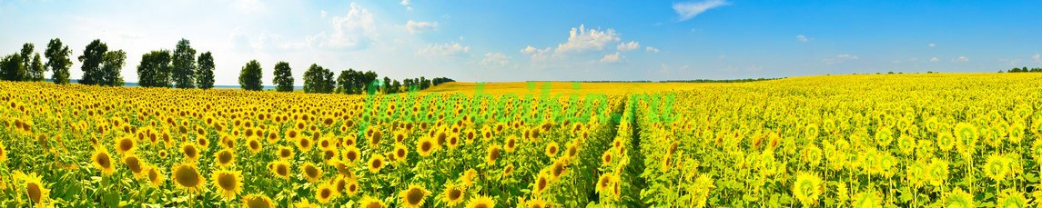 Фартук для кухни № 4645