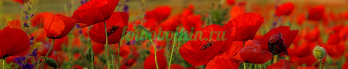 Фартук для кухни № 4647