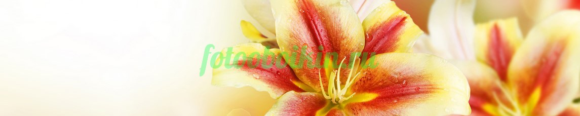 Фартук для кухни № 4678
