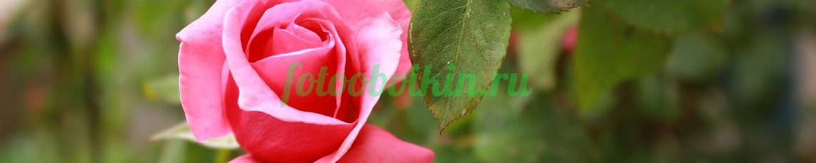 Фартук для кухни № 4778