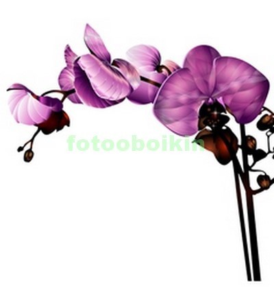 3D ветка орхидеи