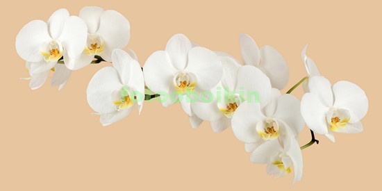 3D белая орхидея