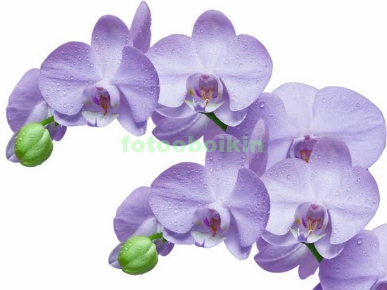 3D фиолетовая орхидея