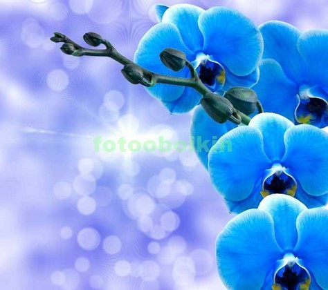3D синяя орхидея