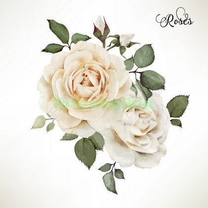 белые розы нарисованные