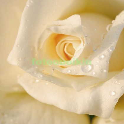 Белая роза бутон Арт. 10-234