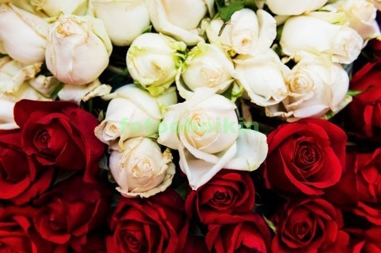 Белые розы с красными