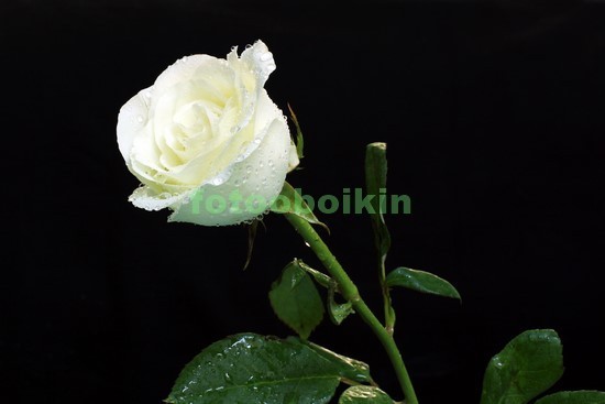Белая роза с листьями