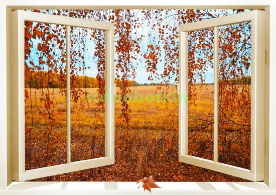 Окно с видом на осеннюю березу