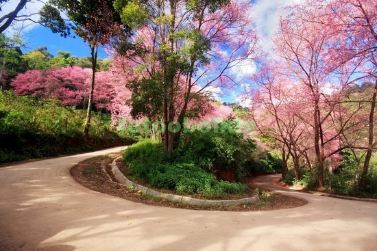 Красивый сад с цветущими деревьями