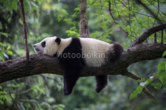 Панда на отдыхе