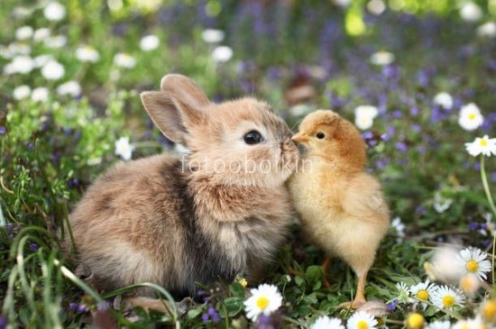 Кролик и птенец