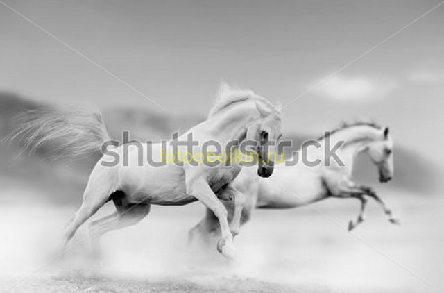 Бегущие белые лошади