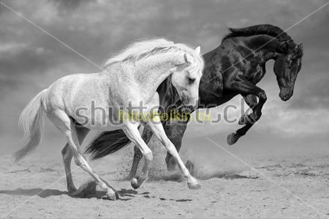 Белая и Черная лошадь
