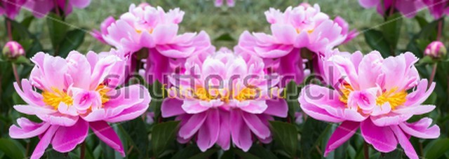 Фиолетово-розовые цветы