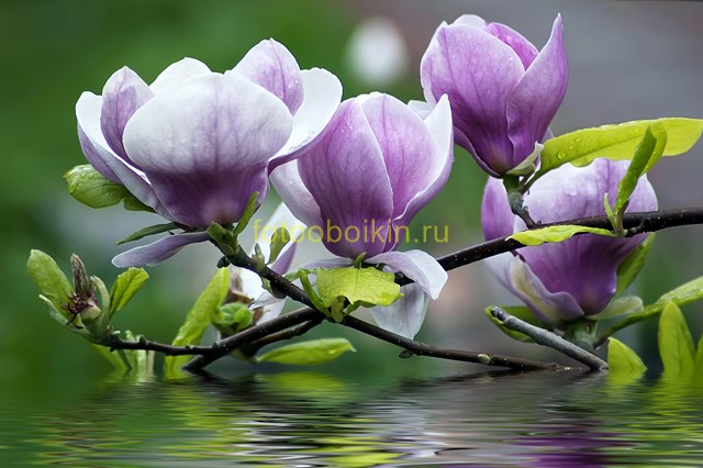 Фиолетовые цветы на воде