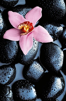 Орхидея розовая на мокрых камнях