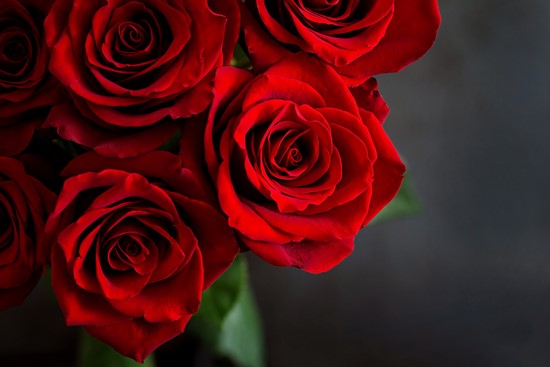 Бархатные красные розы