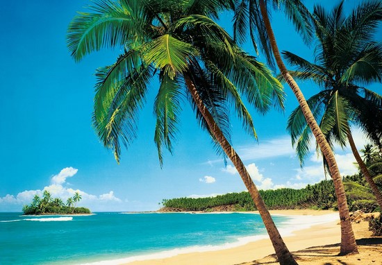 Красивый пляж с пальмами (70 фото)