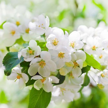 Белый цветок на ветке дерева