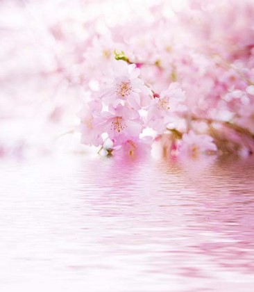 Нежно розовые цветы на розовой воде