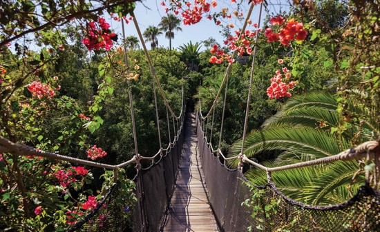 Висячий мост над джунглями