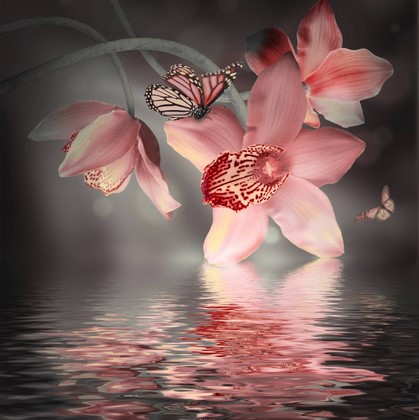 Орхидея на черной воде